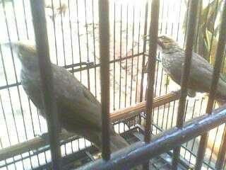 Dijual Burung Cucak Rowo Medan Jenis Ropel